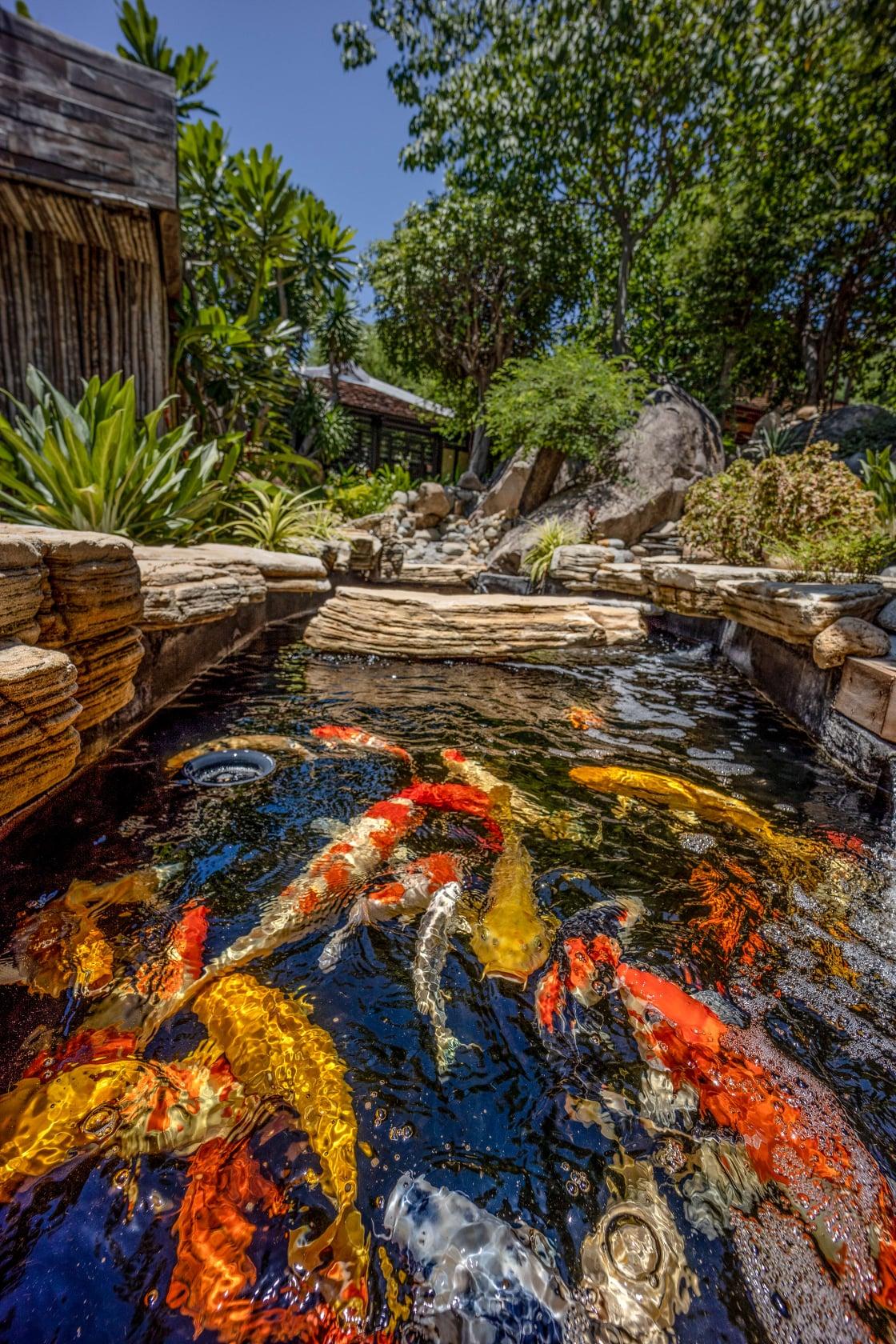 Hồ cá Koi